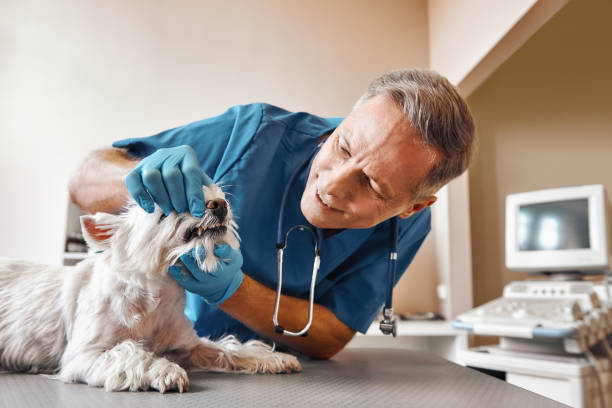 Best Emergency Denture Repair in Park City, KS